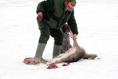 Killikus&reg; Fotographie